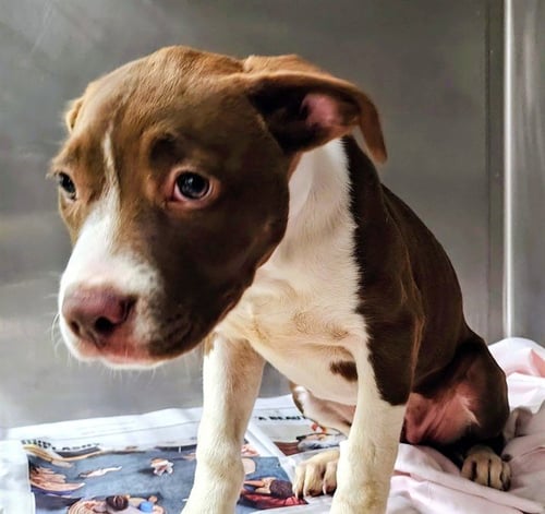 REGGIE - Pit Bull Terrier available for adoption