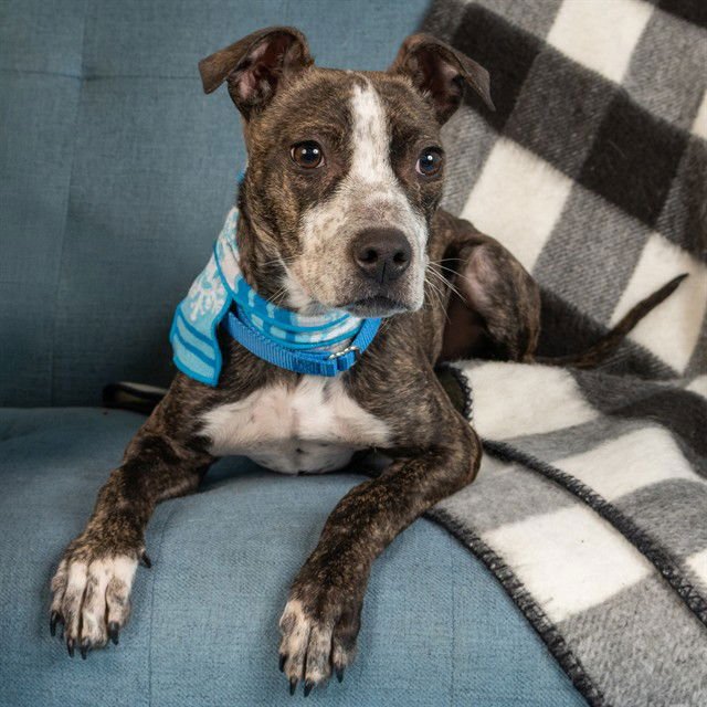 FYNN - Pit Bull Terrier available for adoption