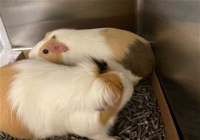 JAM - Guinea Pig available for adoption