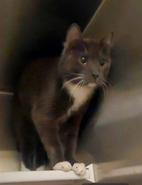 RORY - Domestic Short Hair available for adoption