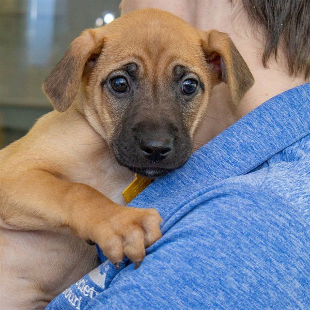 PERSIMMON - Chihuahua available for adoption