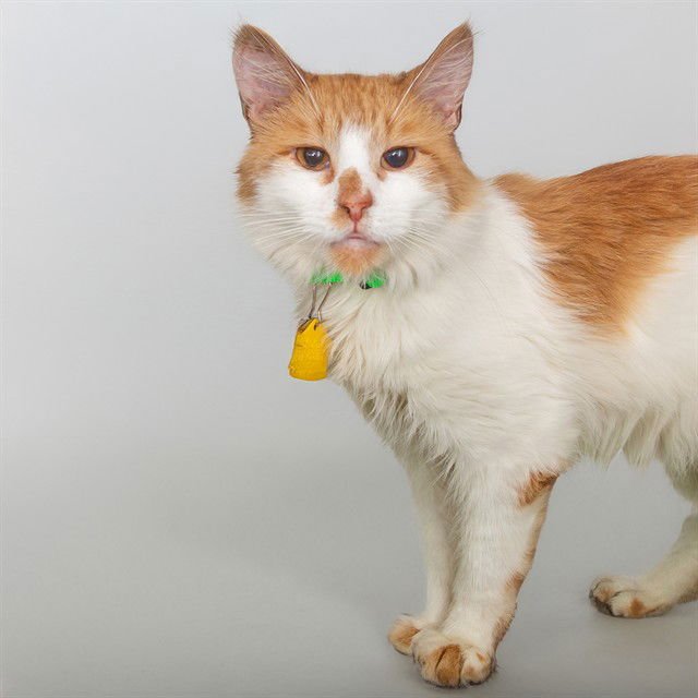 MARTY - Domestic Medium Hair available for adoption