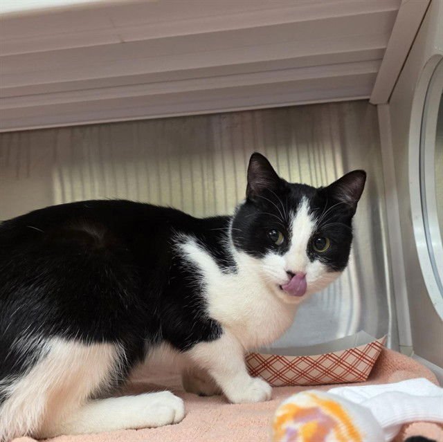 SHAGGYDOG - Domestic Short Hair available for adoption