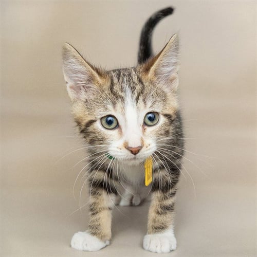 SOL - Domestic Short Hair available for adoption