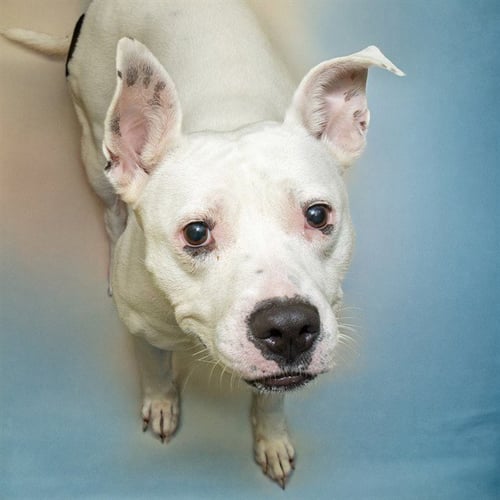 EGG - Pit Bull Terrier available for adoption