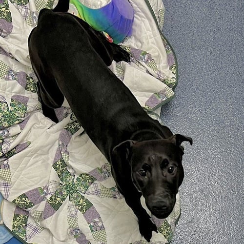 DASHI - Australian Shepherd available for adoption