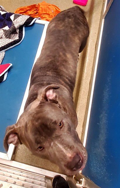 CLAM CHOWDER - Pit Bull Terrier available for adoption