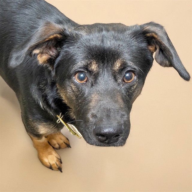 VLAD - Australian Shepherd available for adoption