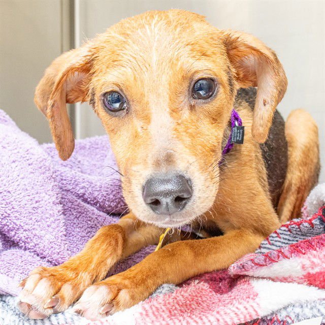 PASCAL - Chihuahua available for adoption