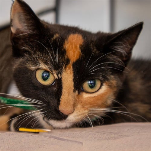DIXIE - Domestic Short Hair available for adoption