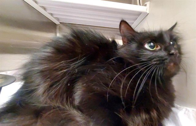 SALEM - Domestic Long Hair available for adoption