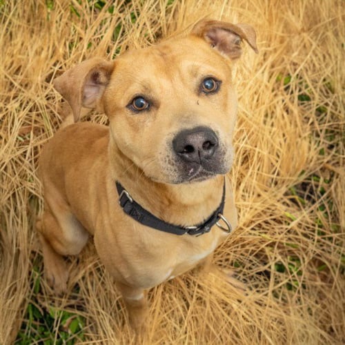 SPIKE - Pit Bull Terrier available for adoption