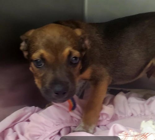 WHISTLE - Australian Shepherd available for adoption