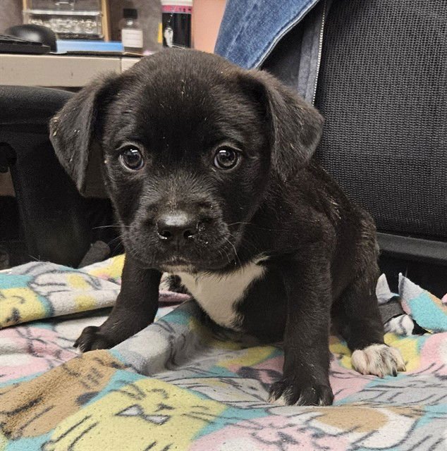 POLY - Labrador Retriever / Pit Bull Terrier available for adoption