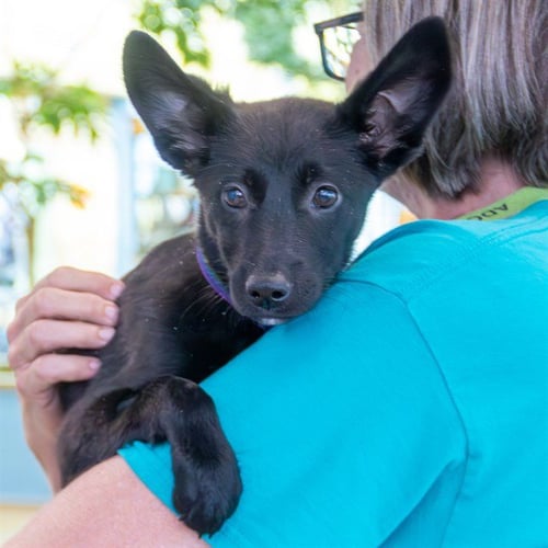 OAKLEY - German Shepherd Dog available for adoption
