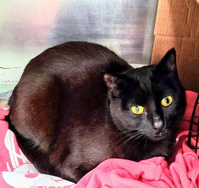 LILY - Domestic Short Hair available for adoption