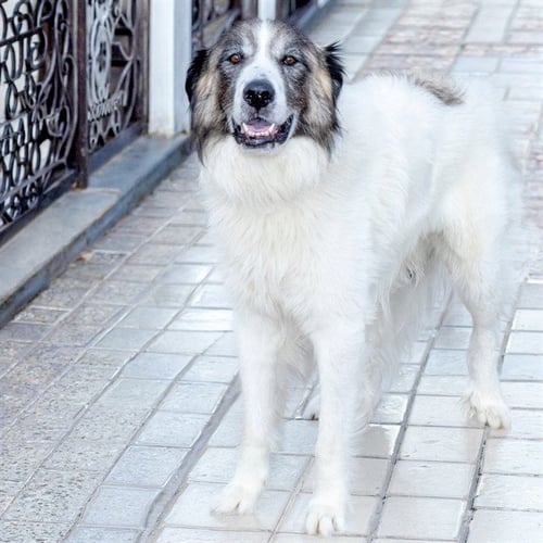 LEO - Great Pyrenees available for adoption