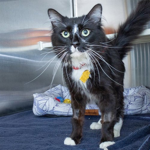 ART - Domestic Medium Hair available for adoption