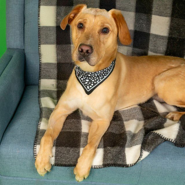 BUDDY - Labrador Retriever available for adoption