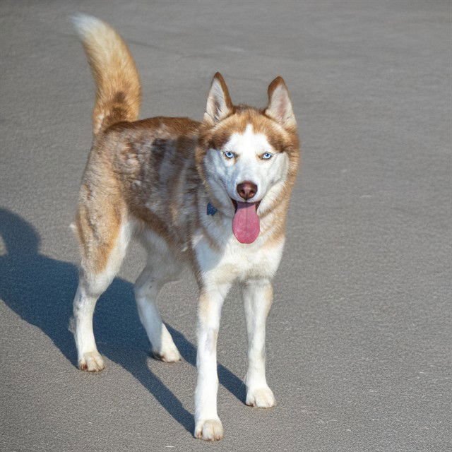 RUBY - Siberian Husky available for adoption