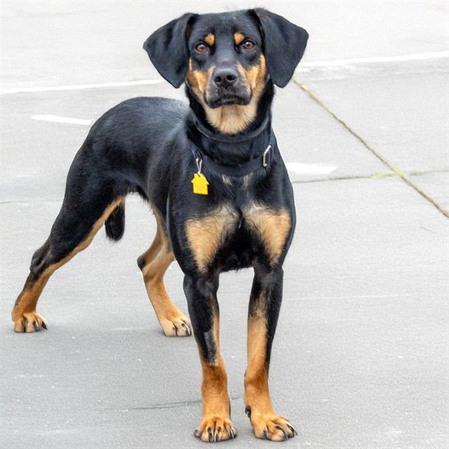 MALLARD - Black and Tan Coonhound available for adoption