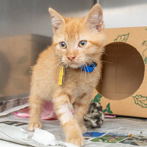 CANNONBALL - Domestic Short Hair available for adoption