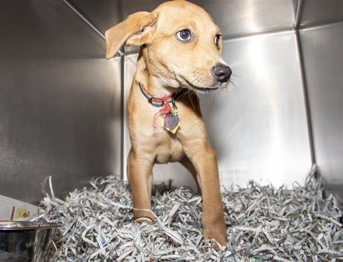 PUPPERTON - Labrador Retriever available for adoption