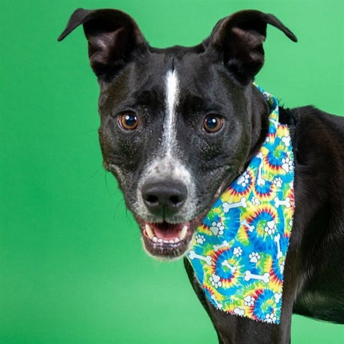CAIDEN - Pit Bull Terrier for adoption in St. Louis