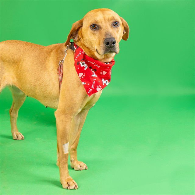 PESTO - Labrador Retriever available for adoption