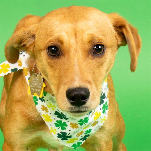 SOURDOUGH - Beagle available for adoption