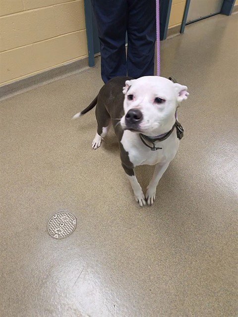 JACK NICHOLSON - Pit Bull Terrier available for adoption