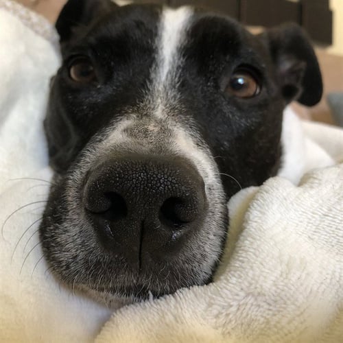 CAIDEN - Pit Bull Terrier available for adoption
