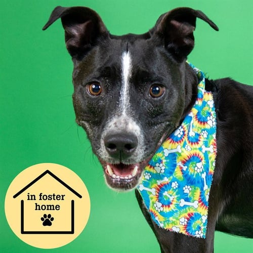 CAIDEN - Pit Bull Terrier available for adoption