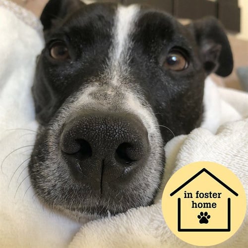 CAIDEN - Pit Bull Terrier available for adoption