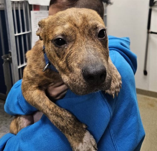 ERNIE - Pit Bull Terrier available for adoption