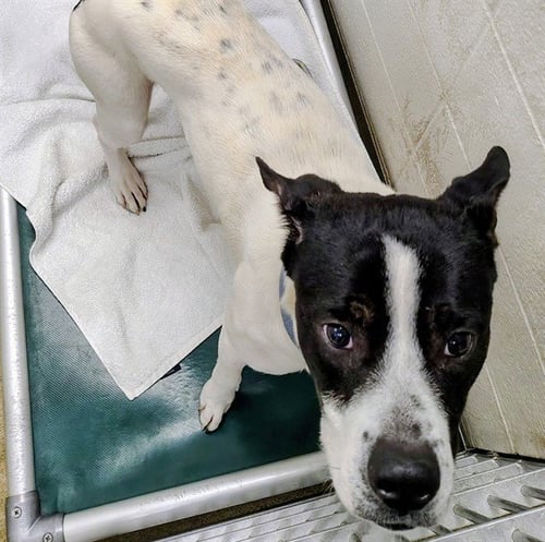 LOKI - Pit Bull Terrier / Australian Cattle Dog/Blue Heeler available for adoption