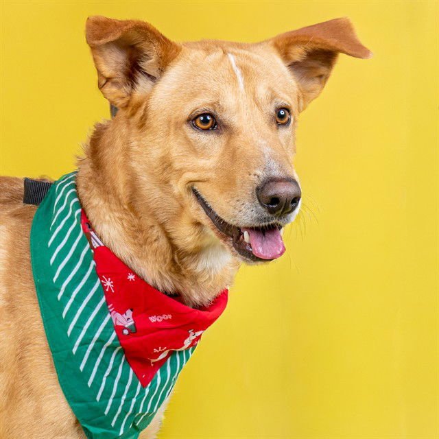 DUG - Siberian Husky available for adoption