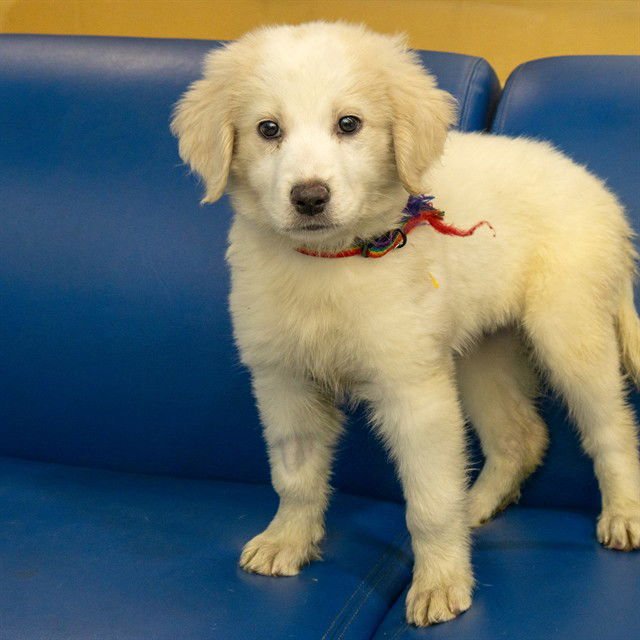 SNOWMAGEDDON - Great Pyrenees / Labrador Retriever available for adoption