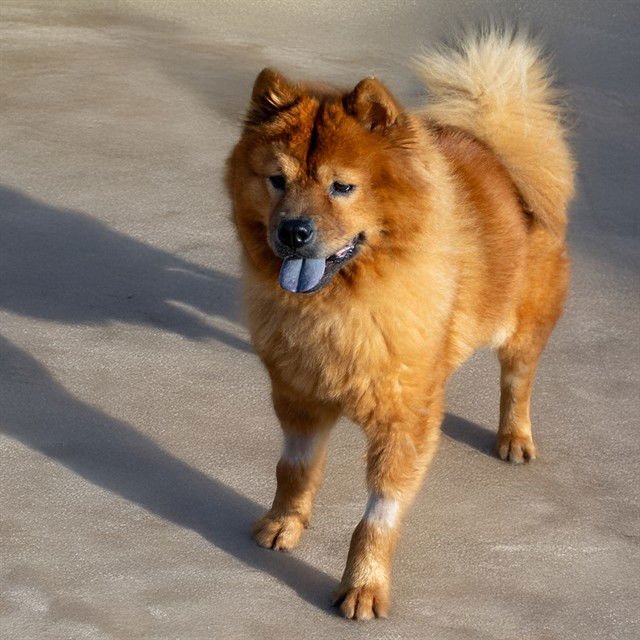 QUEEN NALA ROSE - Chow Chow available for adoption