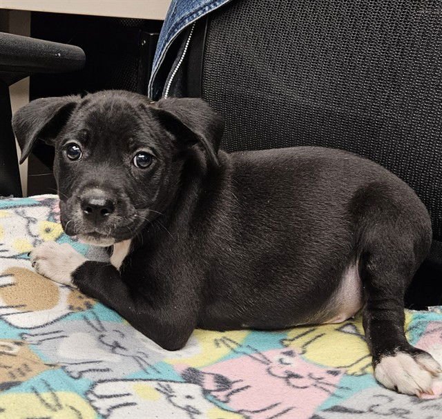 GIZMO - Labrador Retriever / Pit Bull Terrier available for adoption