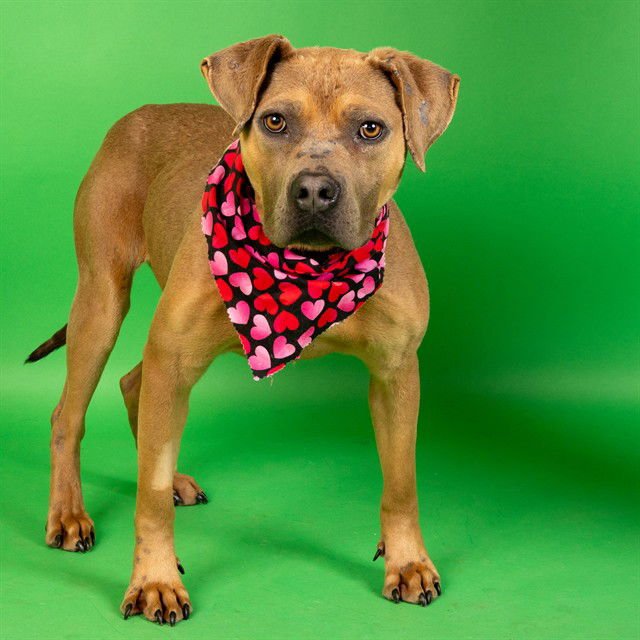 BOOMER - Pit Bull Terrier available for adoption