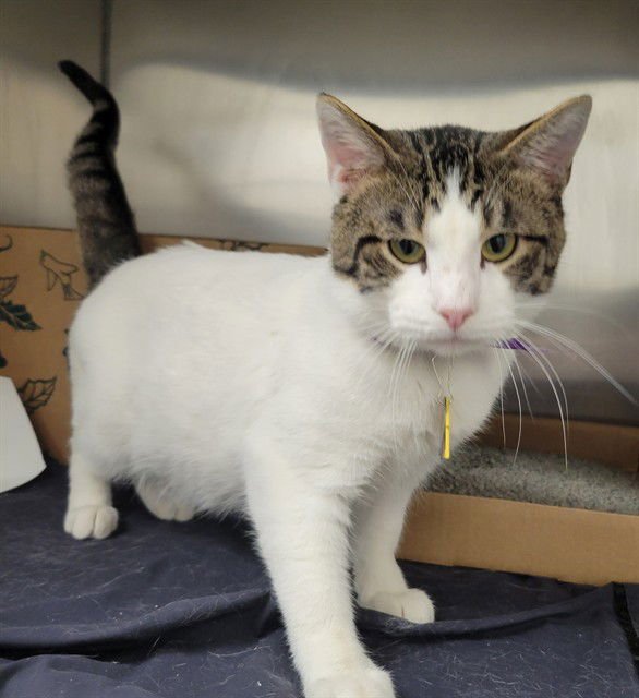 OREO - Domestic Short Hair available for adoption