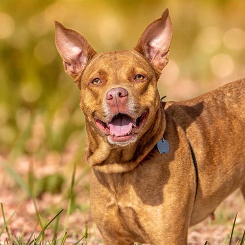LUNA - Pit Bull Terrier available for adoption