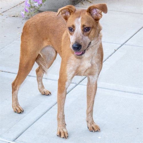 MS DAISY MAE - Australian Shepherd available for adoption