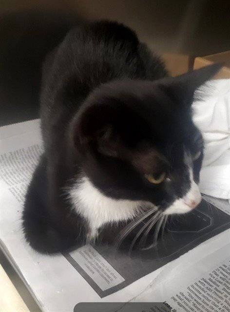 AMELIA - Domestic Short Hair available for adoption