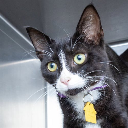AMELIA - Domestic Short Hair available for adoption
