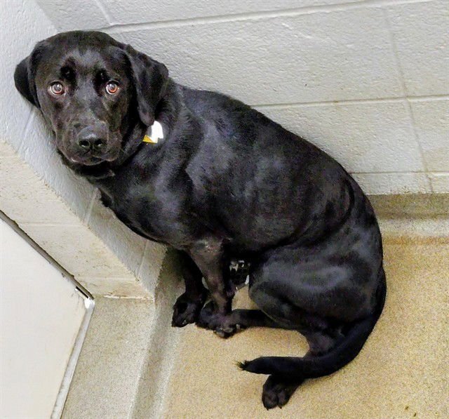 CLEO - Labrador Retriever available for adoption