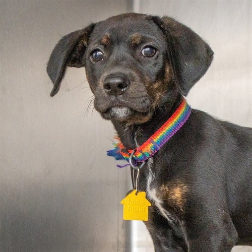 JUNIPER - Black Mouth Cur available for adoption