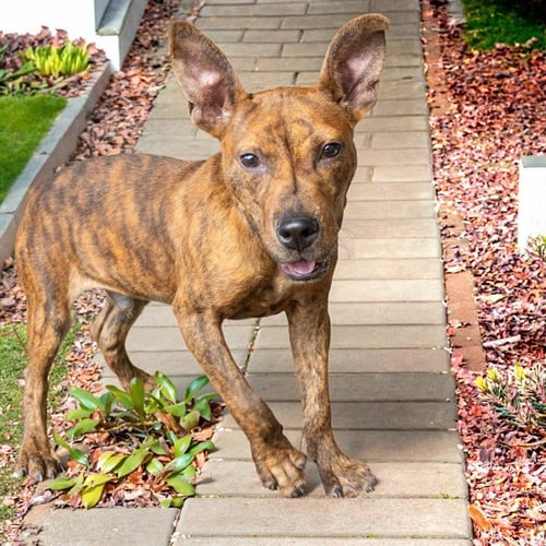 MARTIAN - Pit Bull Terrier available for adoption