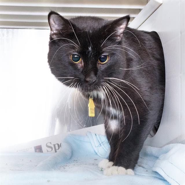 LOKI Image